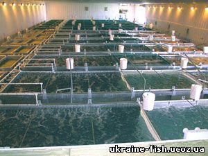 Выращивание рыбы в системах оборотного водоснабжения (СОВ) и установках замкнутого водообеспечения (УЗВ)